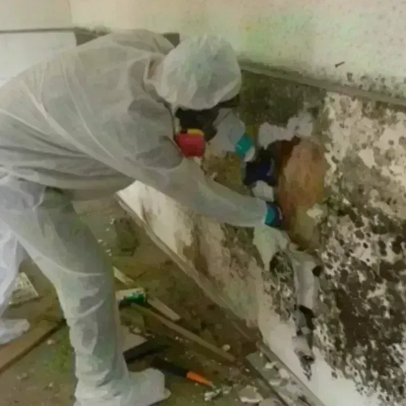 Mold Remediation and Removal in Concho County, TX